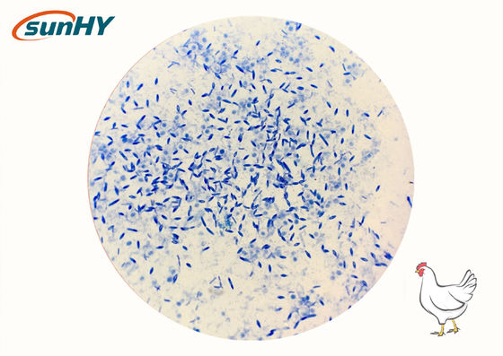 Compound Probiotics Product Improving Intestinal Health And Promoting Feed Utilization