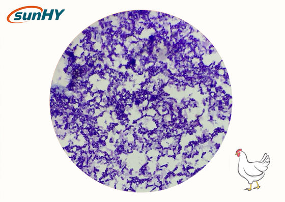 Sunhy Bacillus Subtilis Improving Intestinal Health And Productive Performance
