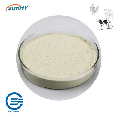 Sunhy Clostridium Butyricum Improving Animals Intestinal Health And Growth Performance