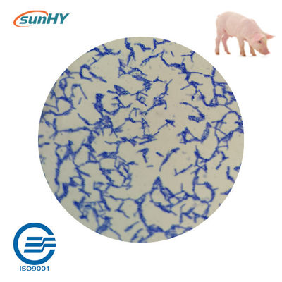 Fermentation Probiotics For Animal