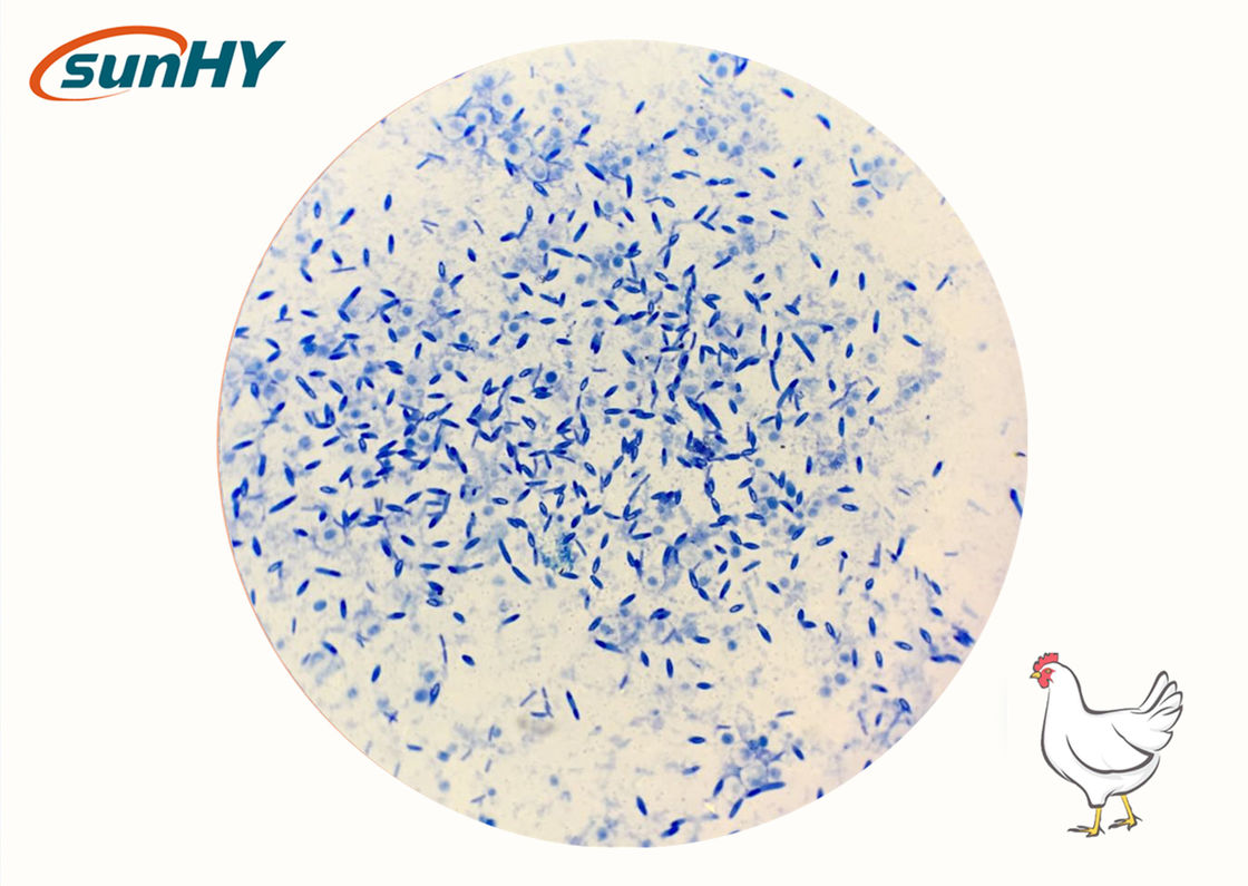 Compound Probiotics Product Improving Intestinal Health And Promoting Feed Utilization