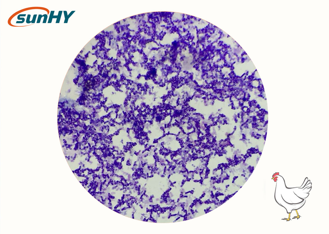 Sunhy Bacillus Subtilis Improving Intestinal Health And Productive Performance