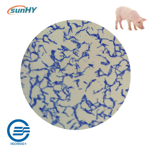 Fermentation Probiotics For Animal