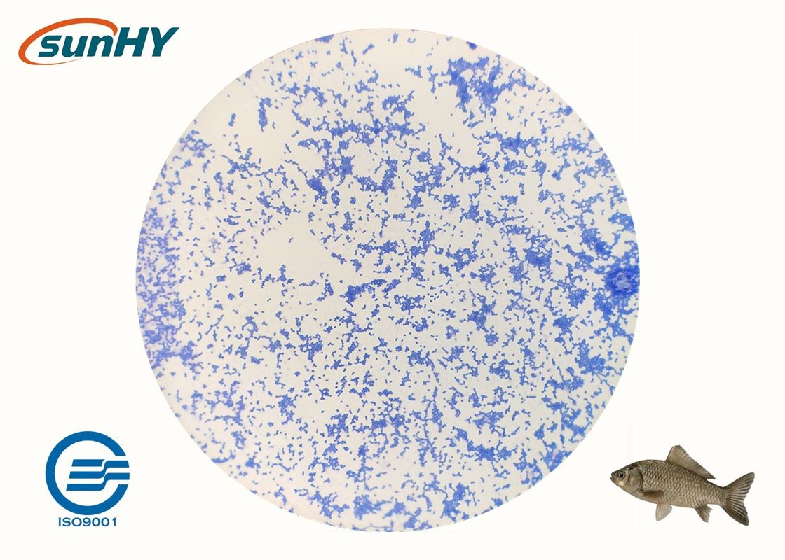 Water Soluble Non Toxic Probiotics For Animal Enterococcus Faecium Probiotic